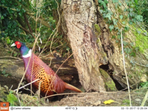 This is a beautiful image of a cock pheasant caught at Jess’s house