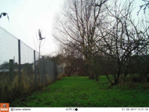 We caught a couple of pigeons taking flight in the school grounds