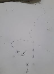 snow 2