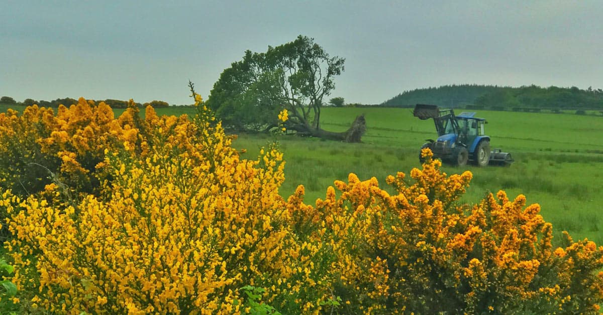 Quay-Hill-Oak, Glencaple, Caerlaverock