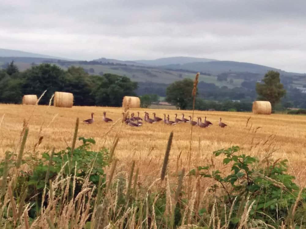 Toms-Greylag-Geese-in-Barley-Field-Conheath