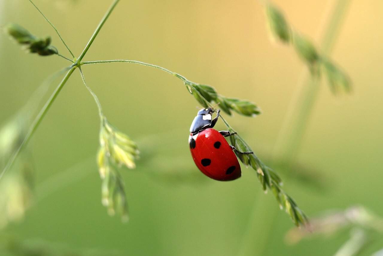 ladybird Caerlaverock Community Association WWT Bioblitz