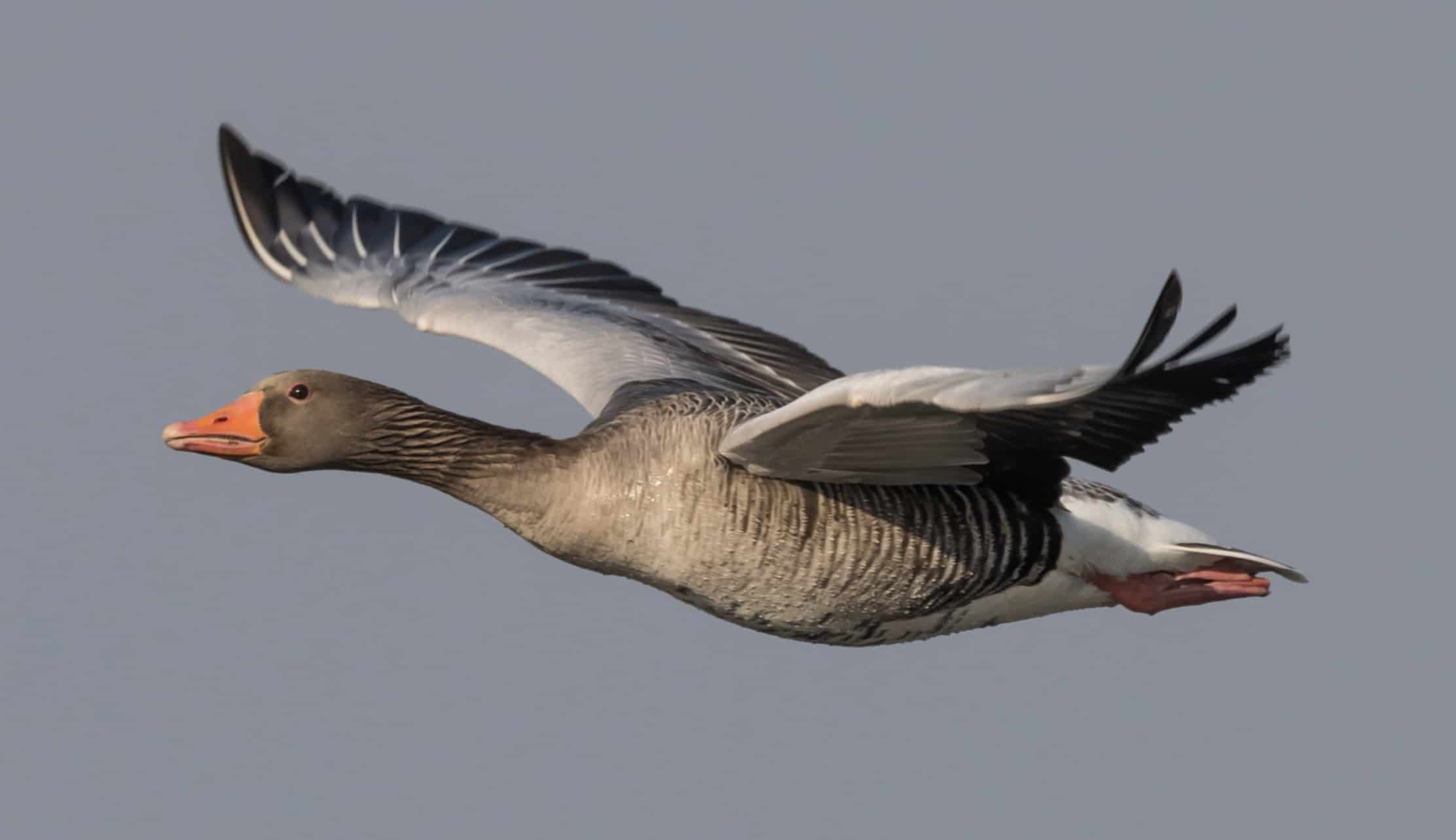 Greylag wildfowling