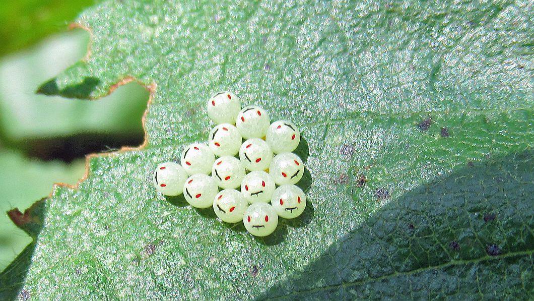 Shieldbug eggs, Caerlaverock Castle