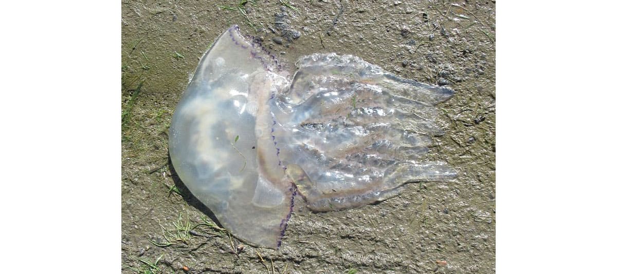 Rhizostoma pulmo jellyfish NX994688 12Sep2018