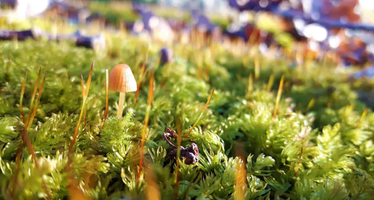mossy-mushroom