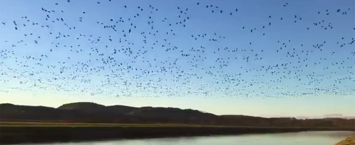 Barnacle geese fly-over at Kelton Bank, near Dumfries
