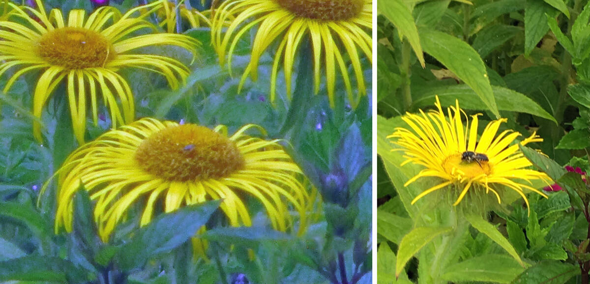 Charlie and Lillia main photo - yellow flowers at WWT Caerlaverock