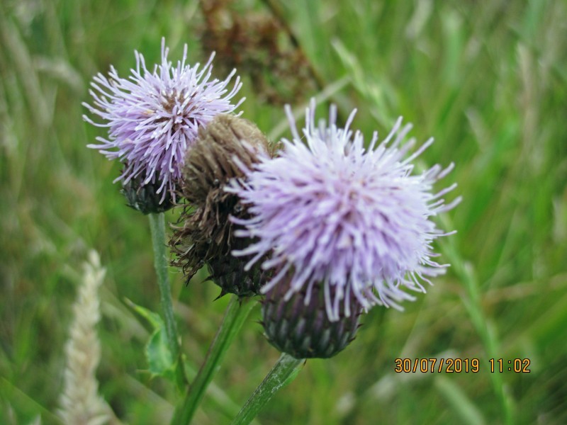 IMG_0123_edited-1