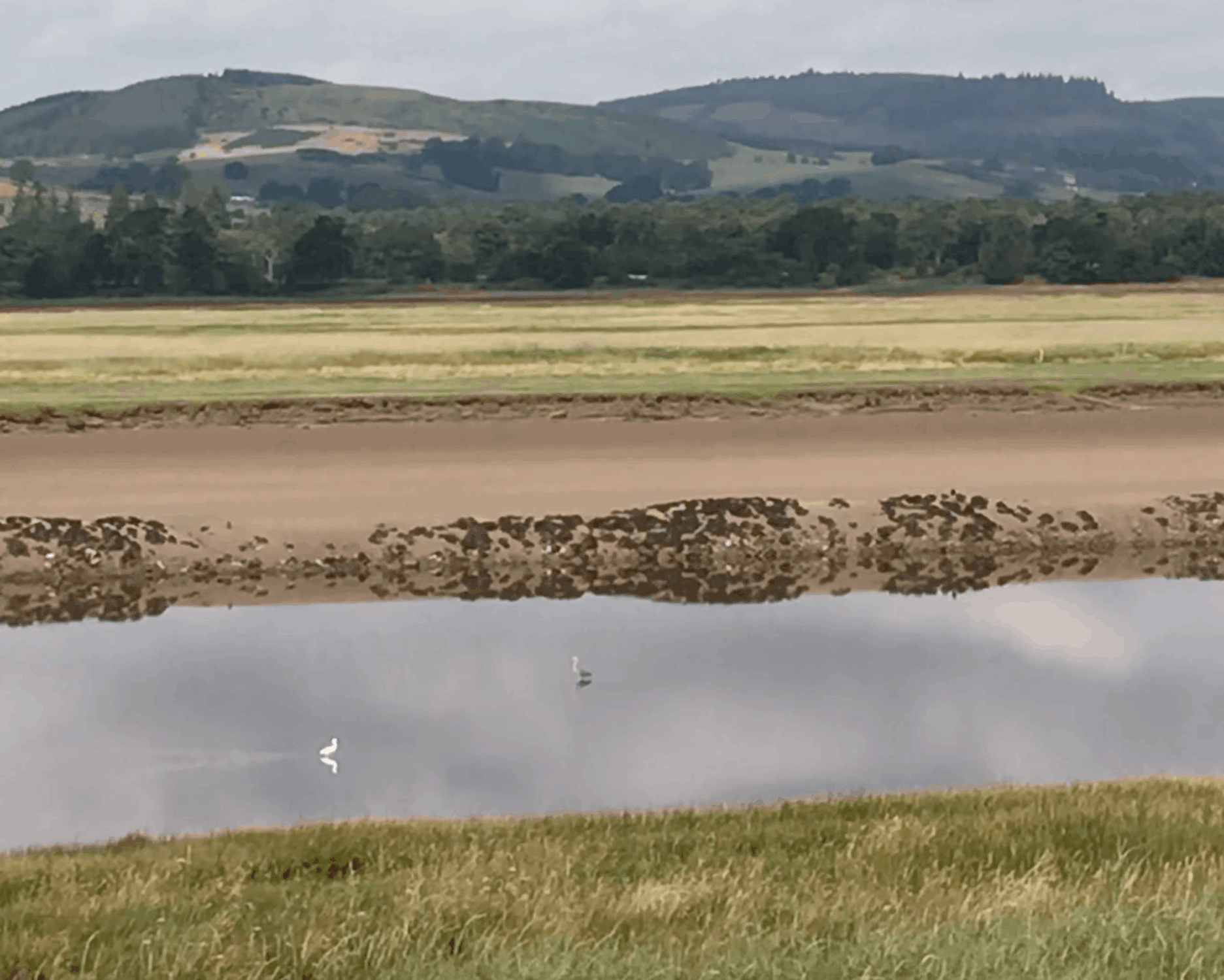 Little Egret meets Heron on the RIver Nith