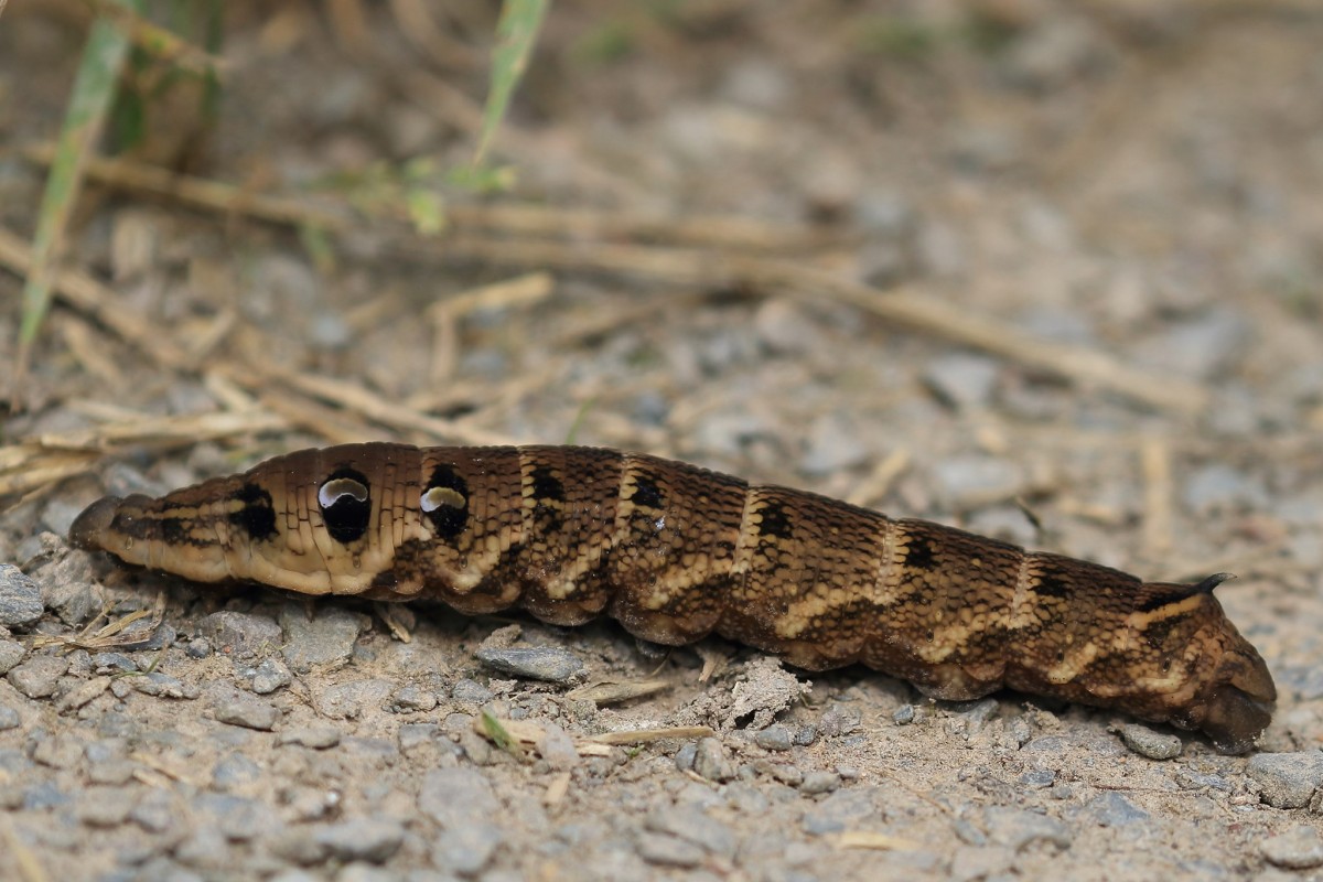 Brian Taylor's photograph of an Elephant Hawk Moth caterpillar near the Castle Woods in Caerlaverock 