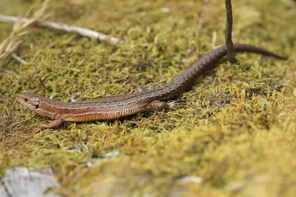 Brian Taylor's photo shows a long common lizard on a mossy log at Castle Corner, Caerlaverock