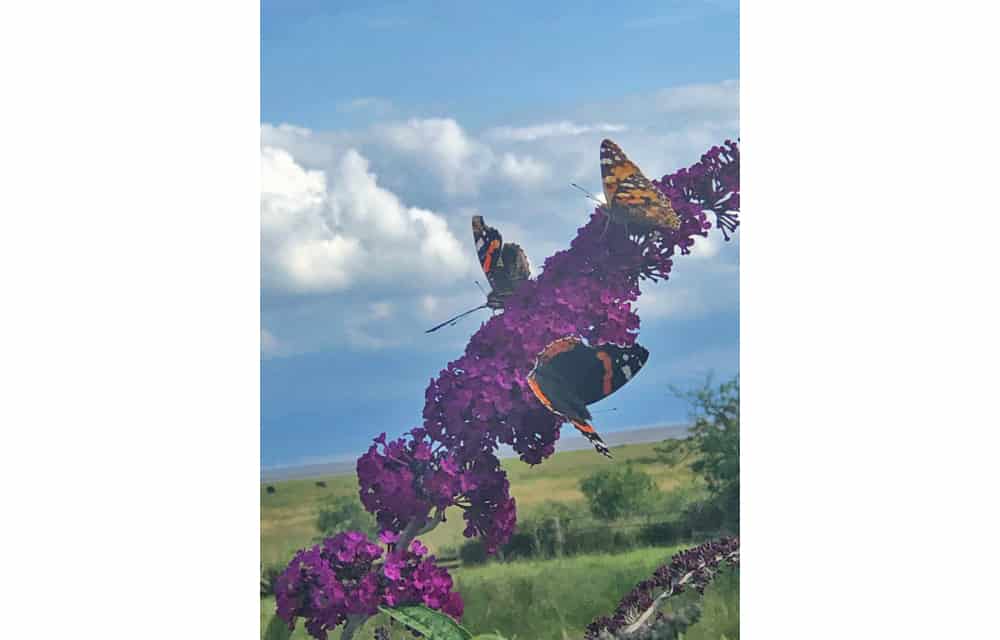 Butterflies on buddleia at Hobbit Cottage, Caerlaverock Castle