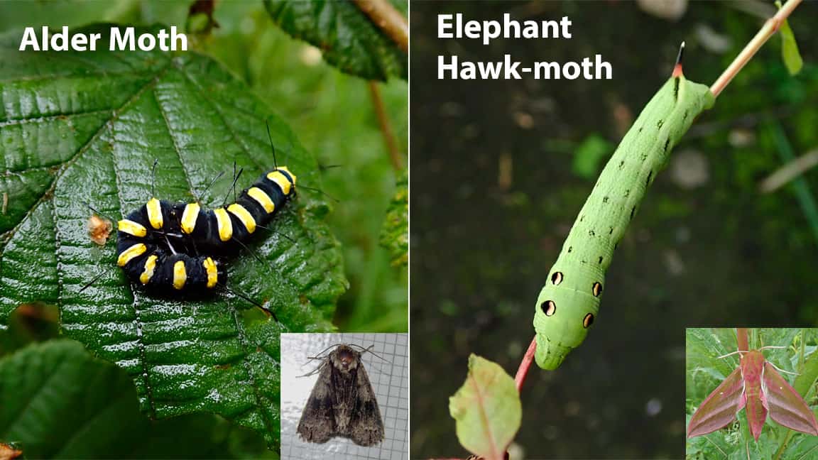Elephant Hawk-moth caterpillar and Alder larvae caterpillar plus moth insets