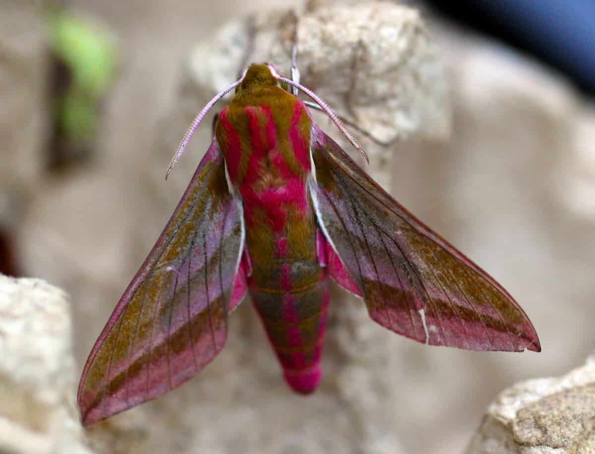 Elephant Hawk-Moth at Caerlaverock Castle Corner