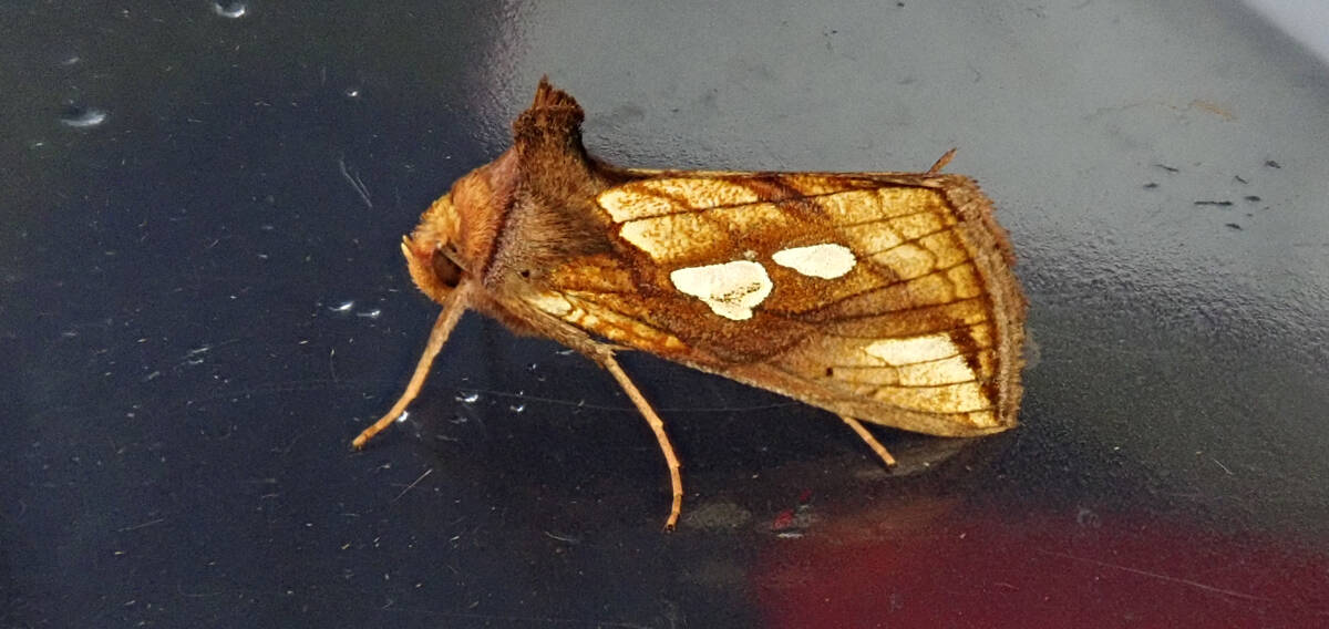 Gold Spot moth - photo by Alison Robertson