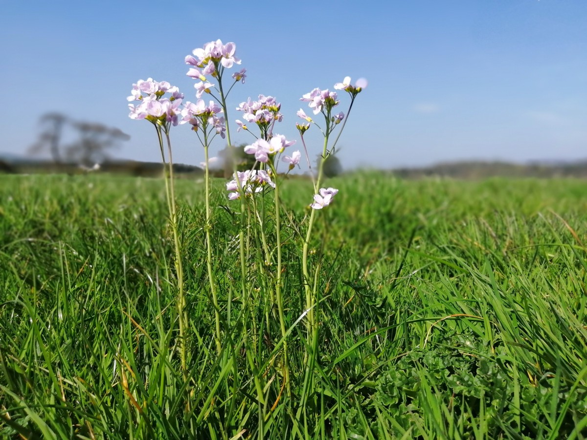 Lady's smock for orange tip butterflies