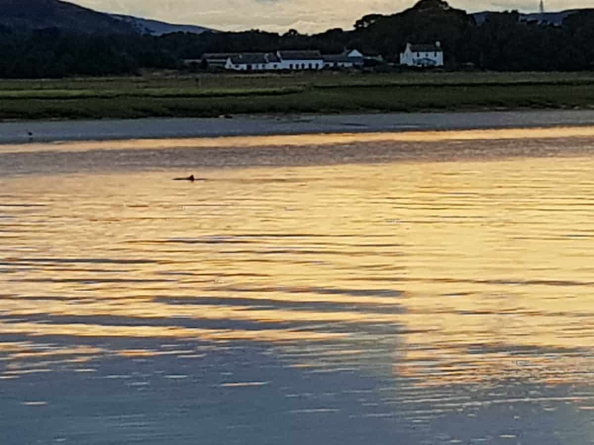 Porpoise in the Nith - Jamie Cowan