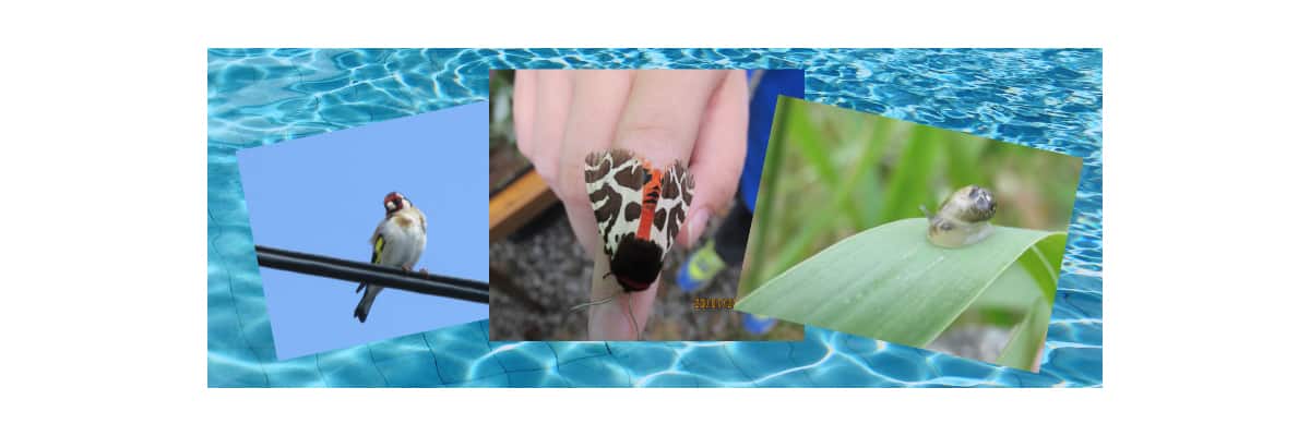 Mersehead Moorhens image shows goldfinch, garden tiger moth and a snail
