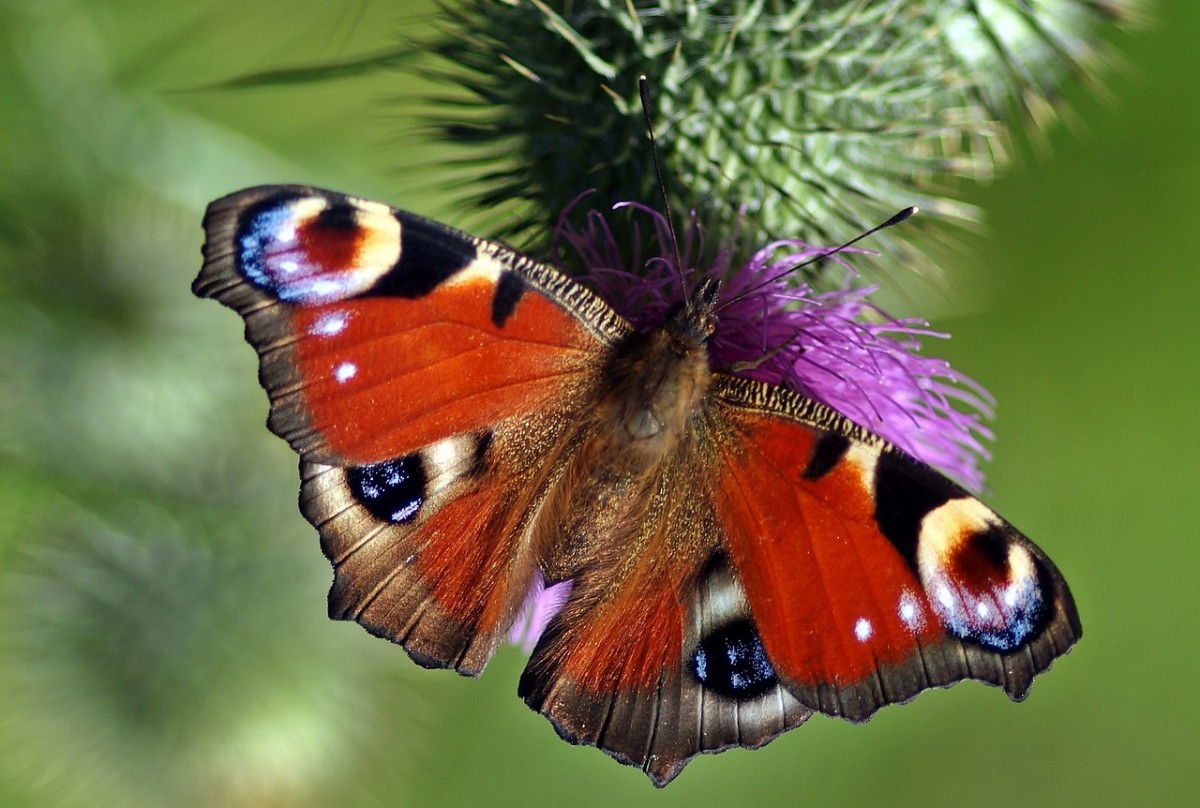 peacock-butterfly on thistle