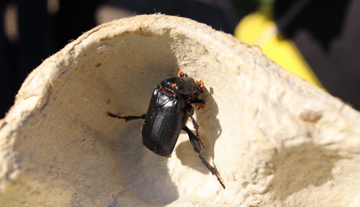 Beetle