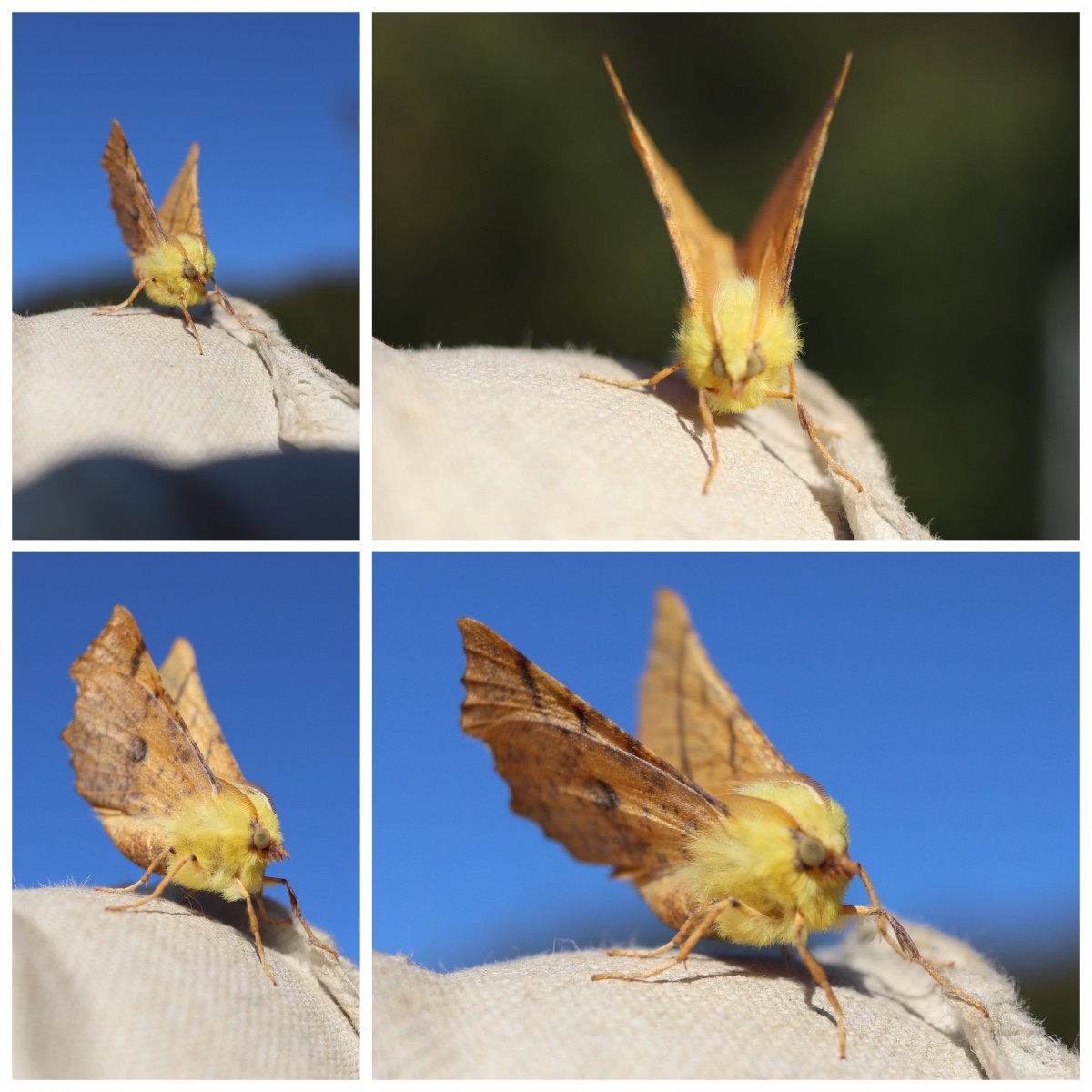 A collage of Canary Shouldered Thorn moths