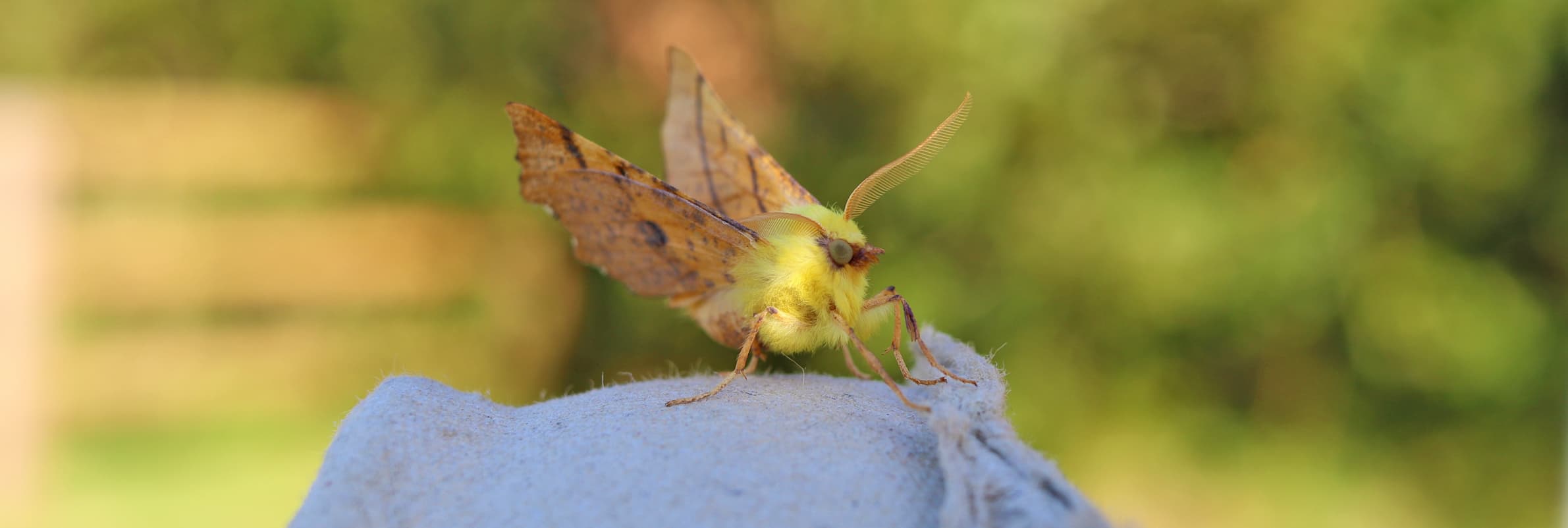 Canary-shouldered Thorn
