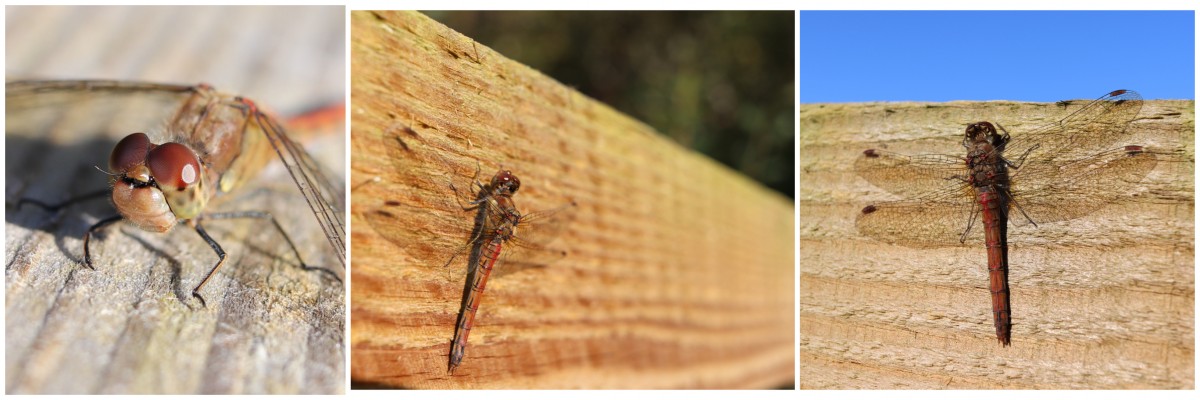 Common Darter