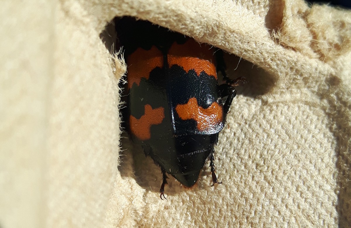 Common sexton beetle