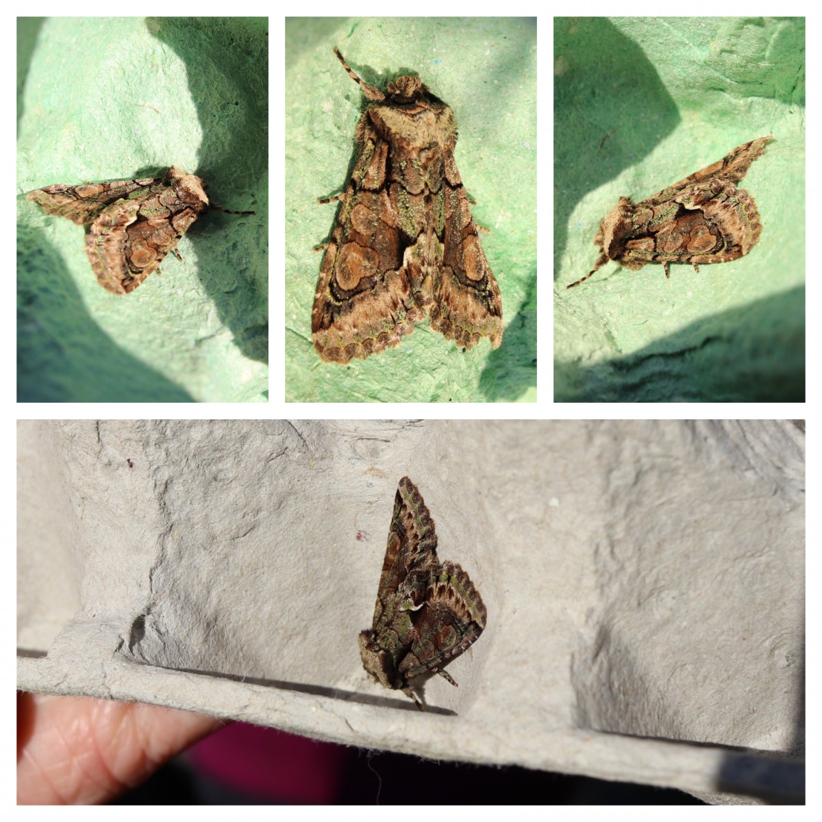 Green-brindled Crescent