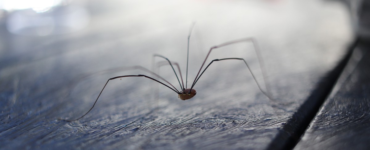 Harvestman