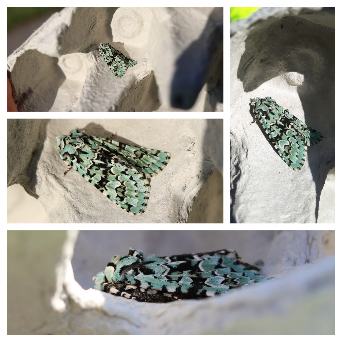 Merveille du Jour