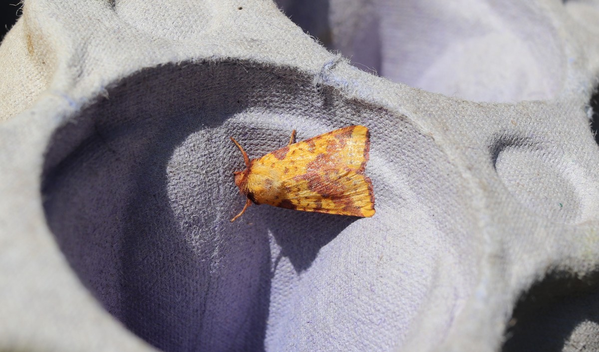 Pink-barred Sallow
