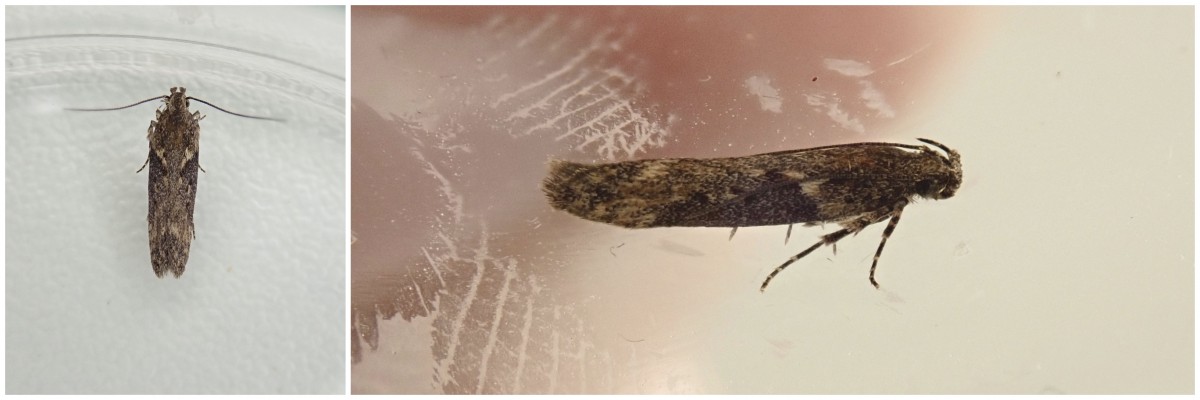 Scrobipalpa costella
