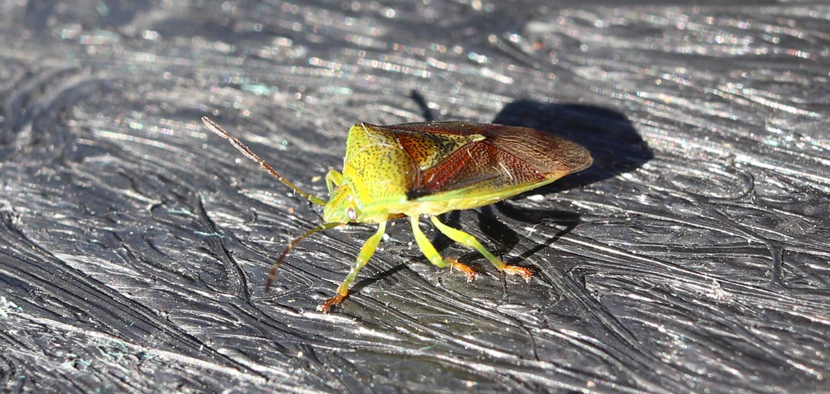 Shield Bug