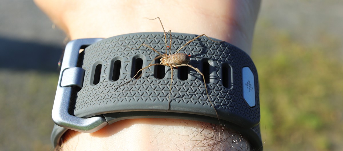 Another harvestman