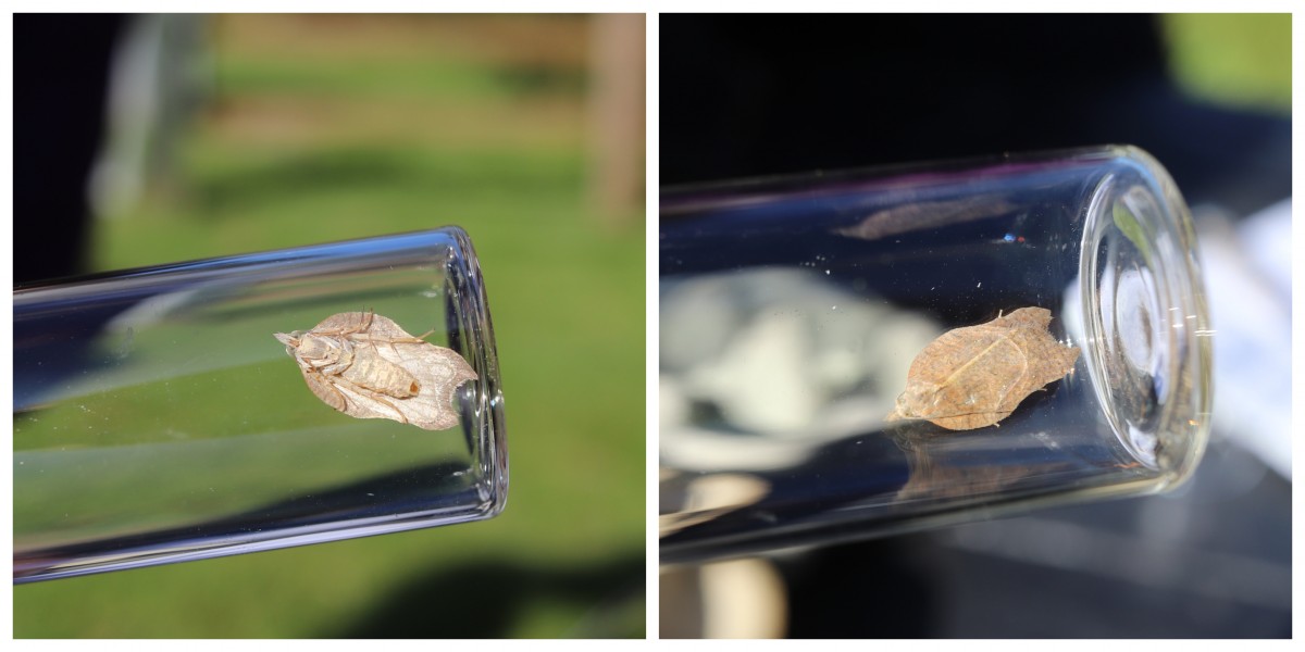 Violin shaped moth - 2 sides