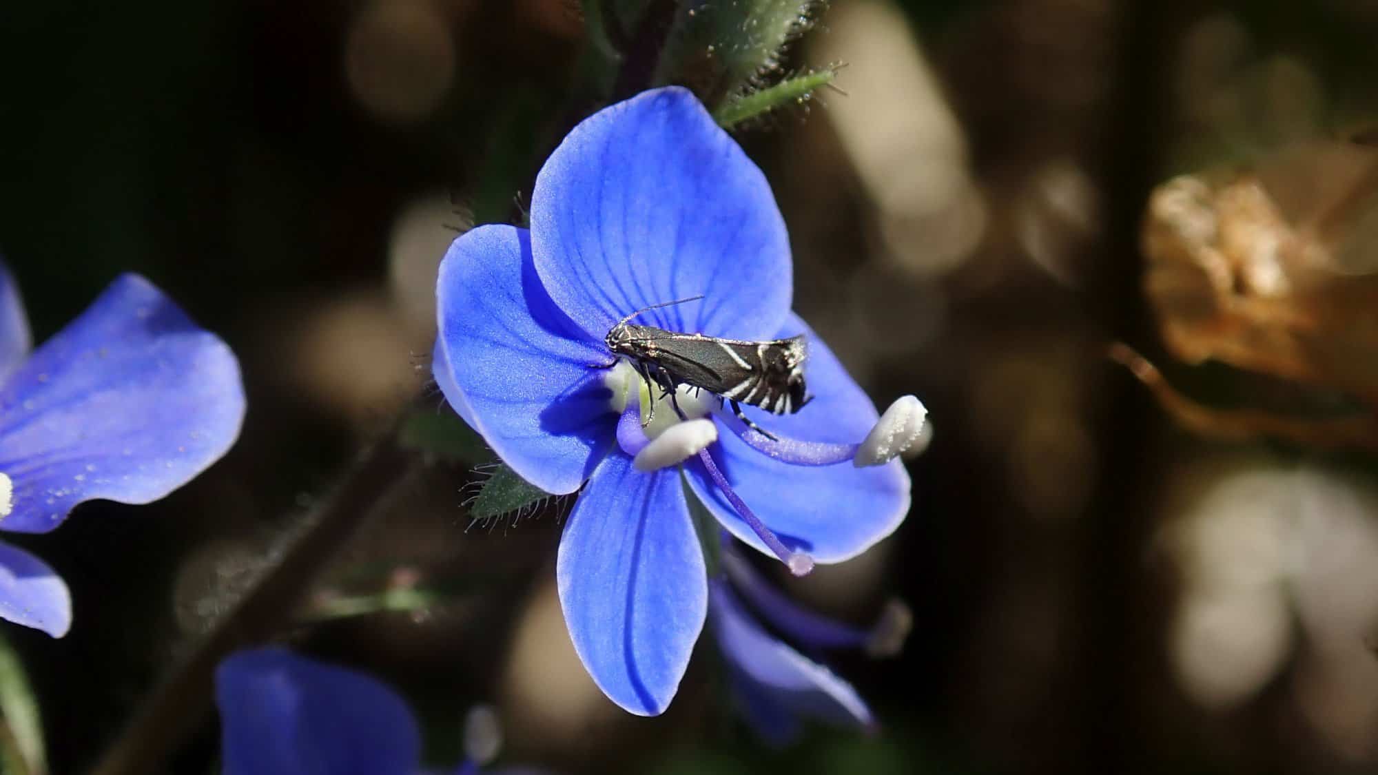 Alison Robertson Cocksfoot Moth on Speedwell