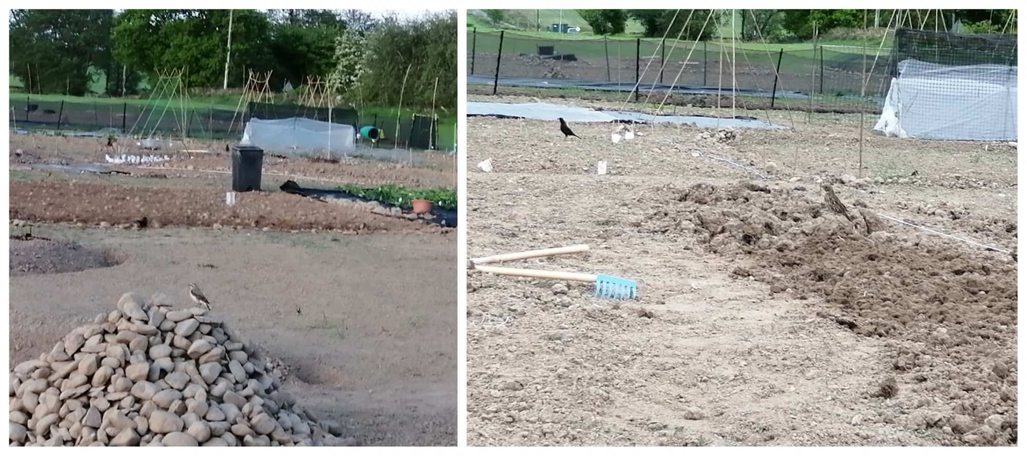 Blackbird, thrush and wheatear on the Allotment May 2020