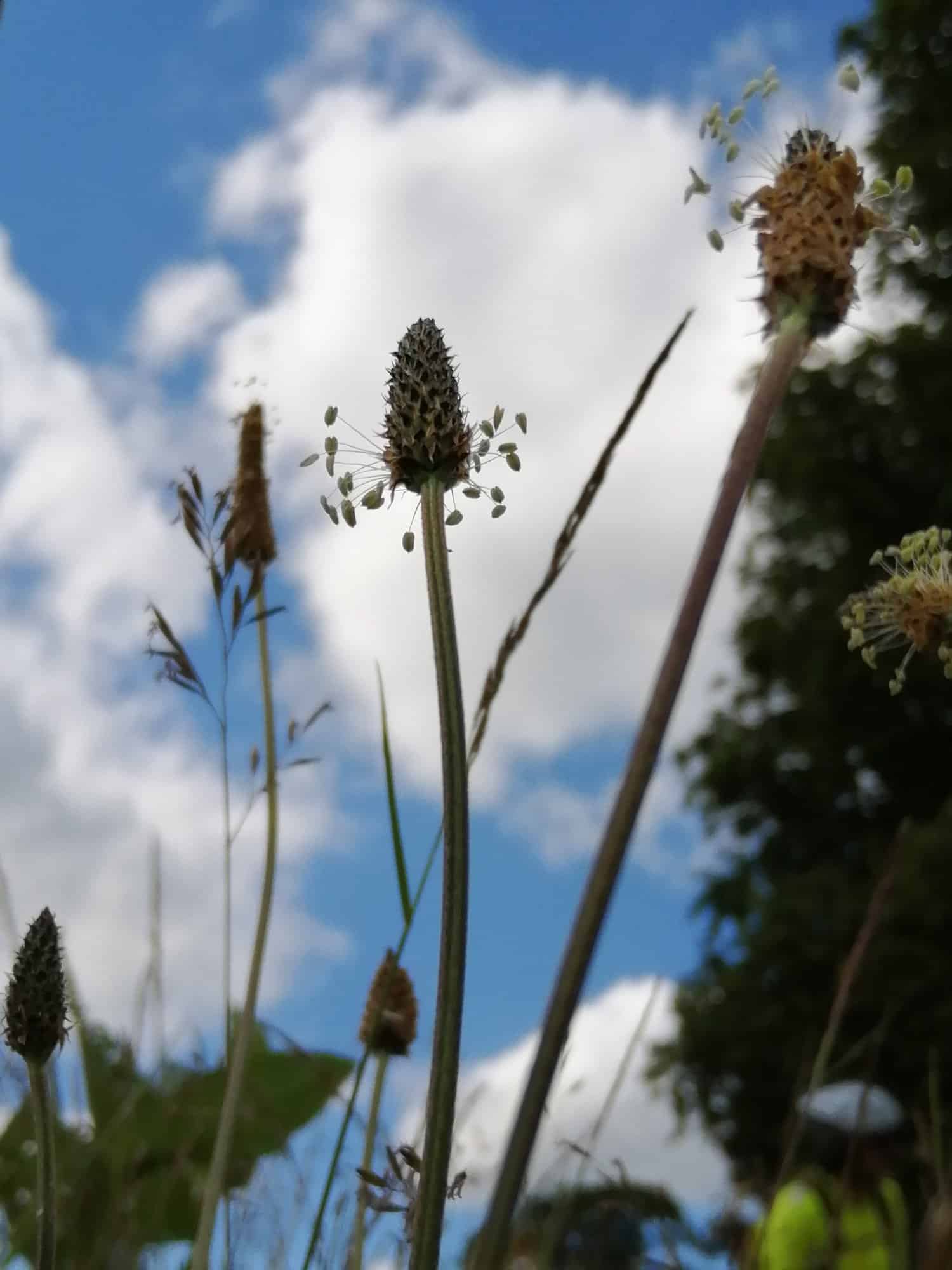 Plantain flowers at Caerlaverock Castle 