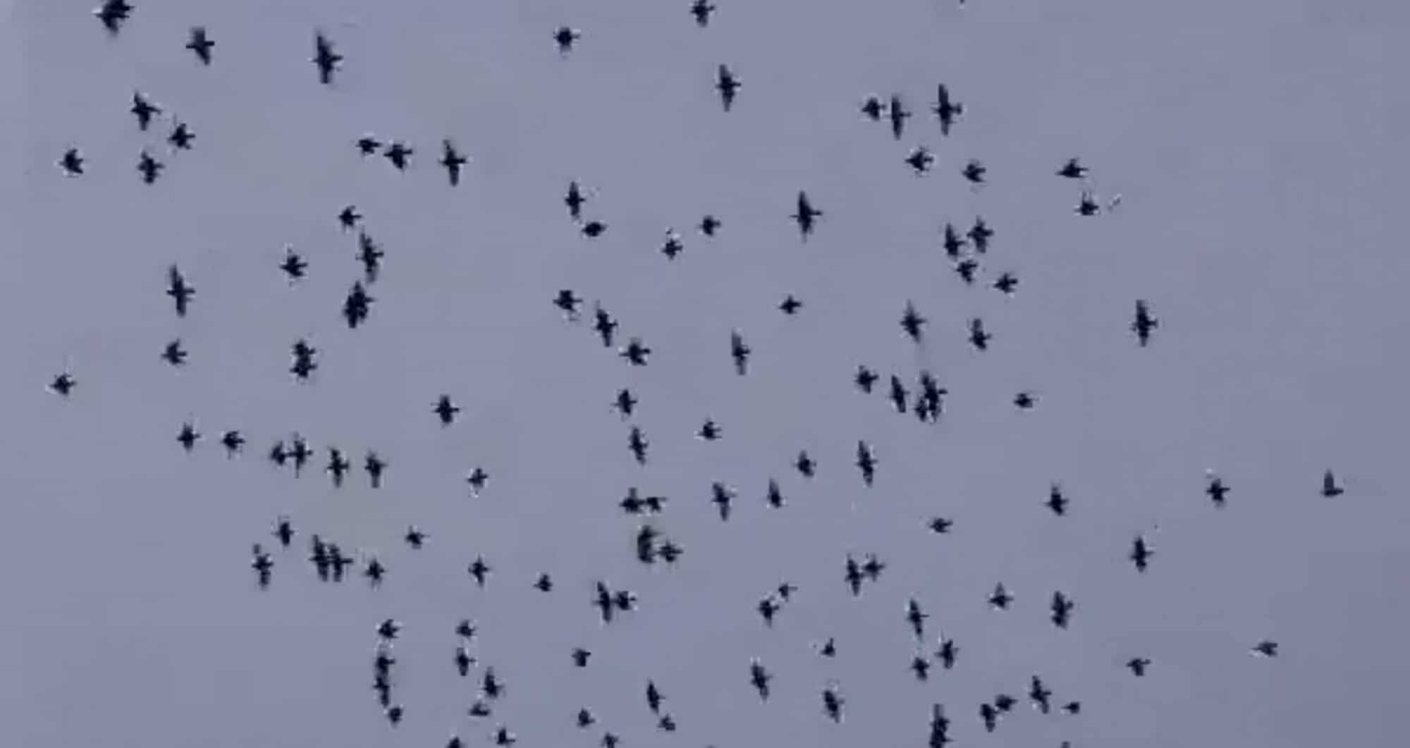 Photo of mini murmuration at Bankend, Caerlaverock taken by Paul KIrkland
