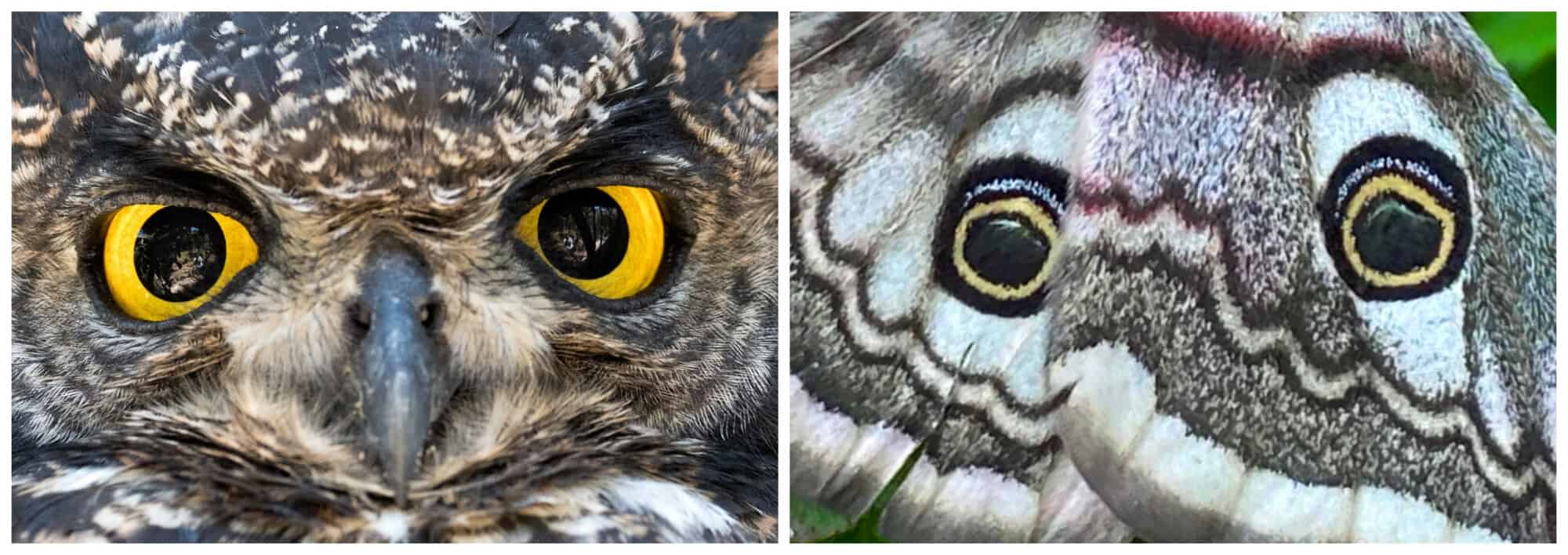 Image comparing Emperor moth wing 'eyes' side by side with the eyes of an owl