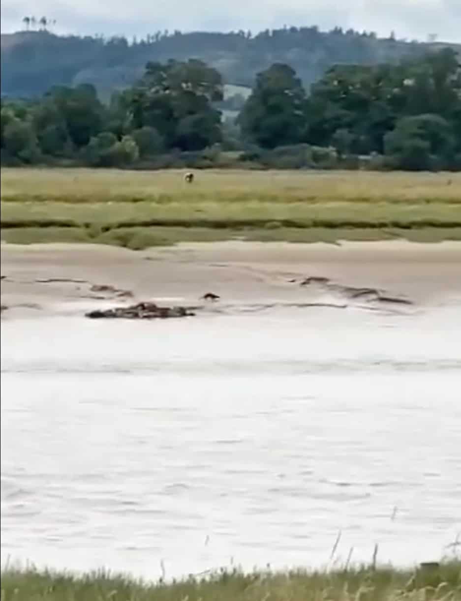 Otter video at Glencaple River Nithstill
